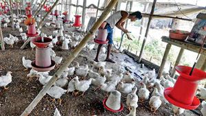 பறவைக்காய்ச்சல் எதிரொலி... தமிழகத்தில் முட்டை, கறிக்கோழி விலை சரிவு! 