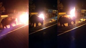 ஈரக்குலையே நடுங்குது.. யானையை உயிரோடு கொளுத்திய குரூரர்கள்.. மிரட்சியில் மசினகுடி.. வெளியானது வீடியோ