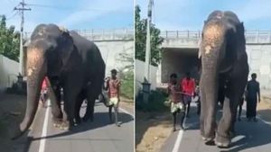 இரண்டு கால்களும் சங்கிலியால் கட்டப்பட்ட கொடூரம்... நடக்க சிரமப்படும் யானை... கொடுமையை பாருங்க! 