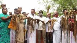 குழந்தை போல் வளர்த்தோமே.. தவறான நேரத்தில் வந்த மழை.. அழுது துடிக்கும் டெல்டா விவசாயிகள்! 