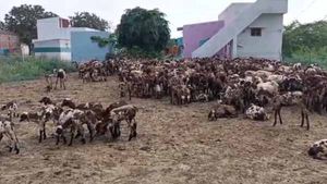 கைவிடப்பட்ட சோள பயிர்கள்...101 ஆடுகள் உயிருக்கு உலை வைத்த சோகம் 
