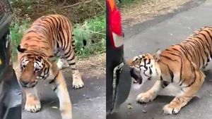  என்னா ஒரு சேட்டை.. காரை பல்லால் கடித்து பிறாண்டிய புலி.. செம வீடியோ!