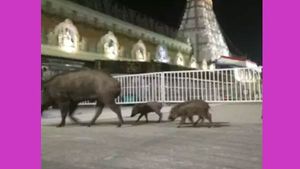 அது பாட்டுக்கு போகுது.. பெருமாளை கும்பிட வந்த பக்தர்கள் அலறி அடித்து ஓட்டம்.. திருப்பதியில்..! 