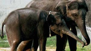 மேட்டுப்பாளையத்தில் பிப்.8ல் யானைகள் புத்துணர்வு முகாம் : தமிழக அரசு அறிவிப்பு 