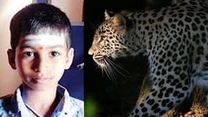 சிறுத்தையின் கண்ணுக்கே மரண பயத்தை காட்டிய சிறுவன்.. மைசூரில் நடந்த செம்ம சம்பவம் 