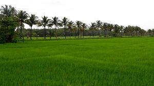 மணப்பாறை அருகே மாப்பிள்ளை சம்பா நெல் பயிரிட்டு அதிக மகசூல் ஈட்டிய அரசு ஊழியர் 