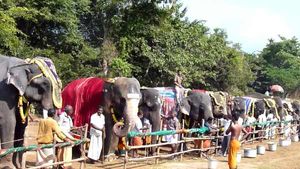 48  நாள்  நல்வாழ்வு முகாம் தொடங்கியது... இனி ருசியான உணவுதான், மசாஜ்தான்... யானைகள் குஷியோ குஷி! 
