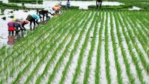 சித்திரை முதல்நாளில் பொன் ஏர் பூட்டிய விவசாயிகள் -மண் மணம் மாறாமல் கொண்டாடிய கோவில்பட்டி விவசாயிகள் 
