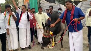 காங்கேயம் காளையுடன்.. ஜாலியாக ஒரு வாக்கிங்.. கண நேரத்தில் கவனம் ஈர்த்த திமுக வேட்பாளர்