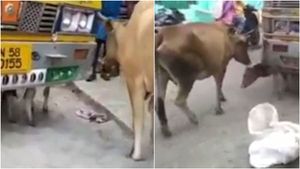 லாரிக்கு அடியில் சிக்கிய கன்று.. அங்கும் இங்கும் பதறி ஓடிய பசு.. மீட்ட மக்கள்.. அவளும் தாய்தானே! 