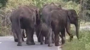 முழு ஊரடங்குதான் காரணம்.. சத்தியமங்கலம் டூ மைசூர் சாலையில்.. குடும்பத்தோடு கிளம்பி வரும் யானைகள் 