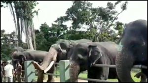  முதுமலையில் 28 யானைகளுக்கும்.. கொரோனா நெகட்டிவ்... நிம்மதியில் பாகன்கள் 