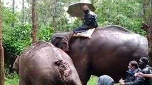 ஒரு யானையை காப்பதற்காக.. போன் போட்ட சிஎம் ஆபிஸ்.. மொத்தமாக இறங்கிய அரசு இயந்திரம்.. நெகிழும் நீலகிரி 