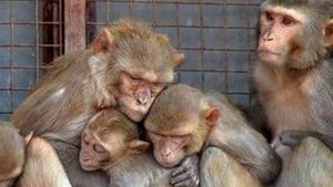38 குரங்குகளுக்கு விஷம் கொடுத்து.. சாக்குப்பையில் அடைத்து.. தாக்கி கொடூரமாக கொன்ற காட்டுமிராண்டிகள் 