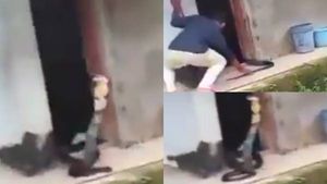 வாலை பிடித்து இழுத்த நபர்..  அப்படியே 14 அடி உயரத்திற்கு வெளியே வந்த ராஜநாகம்.. ஷாக் வீடியோ 