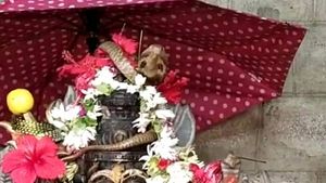  கோயிலில் அம்மன் தலைமேல் அமர்ந்து காட்சி அளிக்கும் நல்ல பாம்பு.. ஓசூர் அருகே ஆச்சர்யம்.. வீடியோ 
