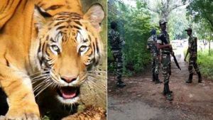  மசினகுடியில் மயக்க ஊசி செலுத்துவது ஈஸி, புலியை சுட்டு கொல்லாதீர்கள்: அதிகரிக்கும் எதிர்ப்பு குரல்கள்