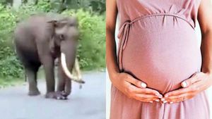 கணவருடன் நடைபயிற்சி.. சாலையில் உலா வந்த யானை.. மிரண்டு ஓடிய கர்ப்பிணி.. பவானிசாகரில் பரபரப்பு! 