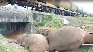 கோவை அருகே ரயில் மோதி 3 யானைகள் பலி... ரயில் எஞ்சின் பறிமுதல், ஓட்டுநரிடம் வனத்துறை விசாரணை 