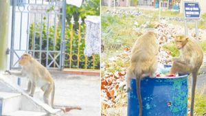 காரைக்குடி தெருவெல்லாம் ஒரே களேபரம்.. ஓவர் குரங்கு தொல்லை.. குழந்தைகளை விரட்டி கடிக்க வந்து.. பீதி