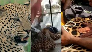 அவினாசி டூ திருப்பூர்.. 7 பேரை தாக்கி.. 4 நாட்களாக போக்கு காட்டிய சிறுத்தை பிடிபட்டது! 