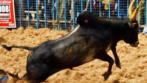 மதுரை அவனியாபுரம் ஜல்லிக்கட்டில் சோகம்! மாடு முட்டி பார்வையாளர் ஒருவர் உயிரிழப்பு! 