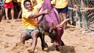  கொரோனா அதிகரிப்பு: பார்வையாளர்கள் இல்லாமல் ஜல்லிக்கட்டு  போட்டிகள் நடத்த முடிவு 