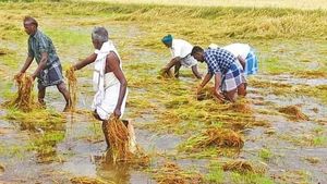 அடேங்கப்பா..! பேராவூரணியில் 22 செ.மீ. மழை.. கொட்டித் தீர்த்த மழையால் மூழ்கிய பயிர்கள்