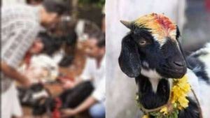  ஆடு என நினைத்து.. ஆட்டை பிடித்திருந்த நபரின் தலையில் ஒரே 