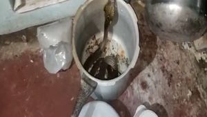 குக்கரில் இருந்து எட்டிப்பார்த்த 