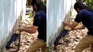 இடது கையில் வால்.. வலது கையில் கம்பி.. லாவகமாக பாம்பை பிடிக்கும் பெண் வன அதிகாரி.. குவியும் பாராட்டு