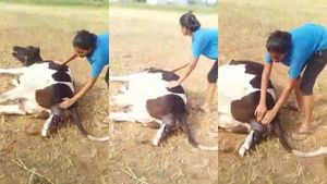 நடுகாட்டில் கண்ணீருடன் பசு.. பரிவுடன் கன்று ஈன உதவிய பட்டதாரி பெண்.. அந்த மனசுதான் சார் கடவுள்..! 