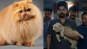 புதுவையில் புசுபுசு பெர்சியன் பூனை திருட்டு.. விஜய்யின்  மாஸ்டர் படத்தின் தாக்கமா? 