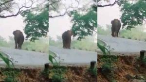 என் வழி தனி வழி! இங்க எங்க வர்றீங்க.. பேருந்தை வழிமறித்து துரத்திய ஒற்றை யானை.. கிருஷ்ணகிரியில் பீதி 