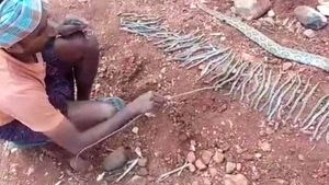  உயிரிழக்கும் கடைசி நொடியில் பிரசவித்த பாம்பு.. வயிற்றில் இருந்து வந்த 50 குட்டிகள்.. ஷாக் நிகழ்வு