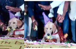  அடேங்கப்பா.. செல்ல நாய் பிறந்த நாளை.. 100 கிலோ கேக் வெட்டி கொண்டாடிய கர்நாடக தொழிலதிபர்! 