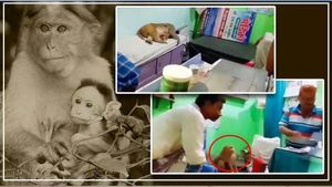 டாக்டரை தேடி கிளினிக்கிற்கு வந்த குரங்கு... காரணம் கேட்டா ஷாக் ஆவிங்க.. பீகாரில் நெகிழ்ச்சி சம்பவம்!