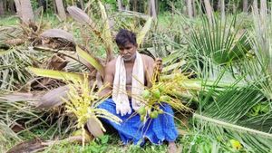 வேதனை! ‘பிள்ளைகளை போல வளர்த்தேன்’.. பூவோடும் குரும்பையோடும் தென்னை மரங்களை வெட்டி வீழ்த்திய விவசாயி!