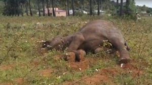 மின்சார வேலியால் பலியான காட்டு யானை... மேட்டூர் வனத்துறையினர் விசாரணை! 
