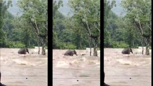 யானையாலே முடியல.. சுற்றி சூழ்ந்த வெள்ளம்.. தப்பியதா, இல்லையா.. கேரள திக் திக் காட்சிகள்!