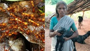 அது என்ன மஞ்சள் பைத்தியம்? தீவு தாண்டிய “அரக்கர்கள்” - திண்டுக்கலில் திக் திக் - உயிர்களுக்கு ஆபத்து 