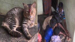 2 ஆண்டுகளாக காணாமல் போன பூனை.. திடீரென விசிட் அடித்ததில் உறைந்த குடும்பத்தினர்.. செம சம்பவம் 