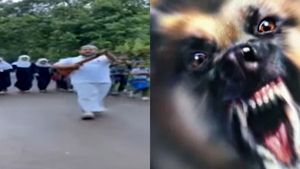 கேரளாவை மிரட்டும் வெறி நாய்கள்...21 பேர் பலி...பாதுகாப்புக்கு துப்பாக்கியை தூக்கிய பொதுமக்கள் 
