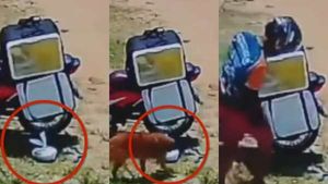 அட கடவுளே! உணவு டெலிவரி ஊழியருக்கு நாயால் வந்த சோதனை.. தீயாக பரவும் சிசிடிவி காட்சி- வீடியோ 