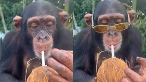 ஸ்டைலா.. கெத்தா.. சன் கிளாசுடன் சிம்பன்சி குரங்கு என்ன செய்யுதுனு பாருங்க.. வியந்த நெட்டிசன்கள்! 