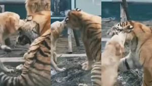 என்ன சோனமுத்தா எப்படி இருக்க.. புலியை சுரண்டி பார்த்த நாய்.. அப்புறம் தான் ட்விஸ்ட்.. பரவும் வீடியோ!