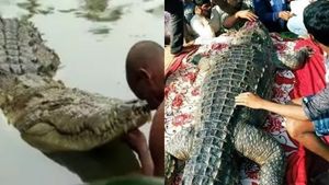 சந்திரமுகி பாம்பு மாதிரி.. கோவிலை காத்த ராட்சச முதலை! இப்போது.. கதறி அழும் கேரள மக்கள்! என்ன நடந்தது