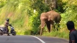 சொன்னா கேட்க மாட்டியா? ஒழுங்கா உள்ளே போ! ‘கொம்பன்’ யானையை மிரட்டிய வன ஊழியர்! அப்படியே கேக்குதுங்க! 