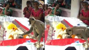 உணவளித்த நபர் மரணம்! முத்தம் கொடுத்து எழுப்பிய குரங்கு.. தேம்பி அழுத மாருதி! நெஞ்சை உலுக்கும் வீடியோ