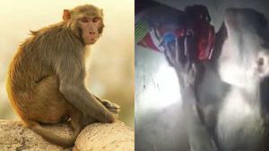 உ.பியில் பீர் குடிக்கும் குரங்கு..பரவும் வீடியோ! திருடியும் குடிப்பதால் மதுக்கடை ஊழியர்கள் புலம்பல்